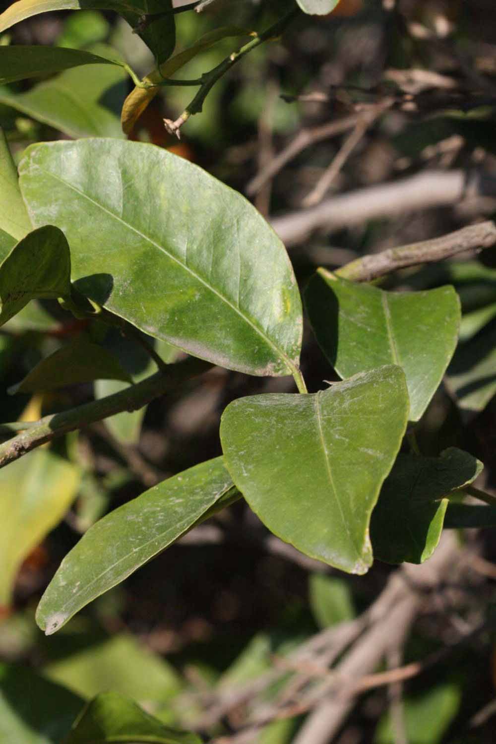              Sun leaves (Riverside, CA)       